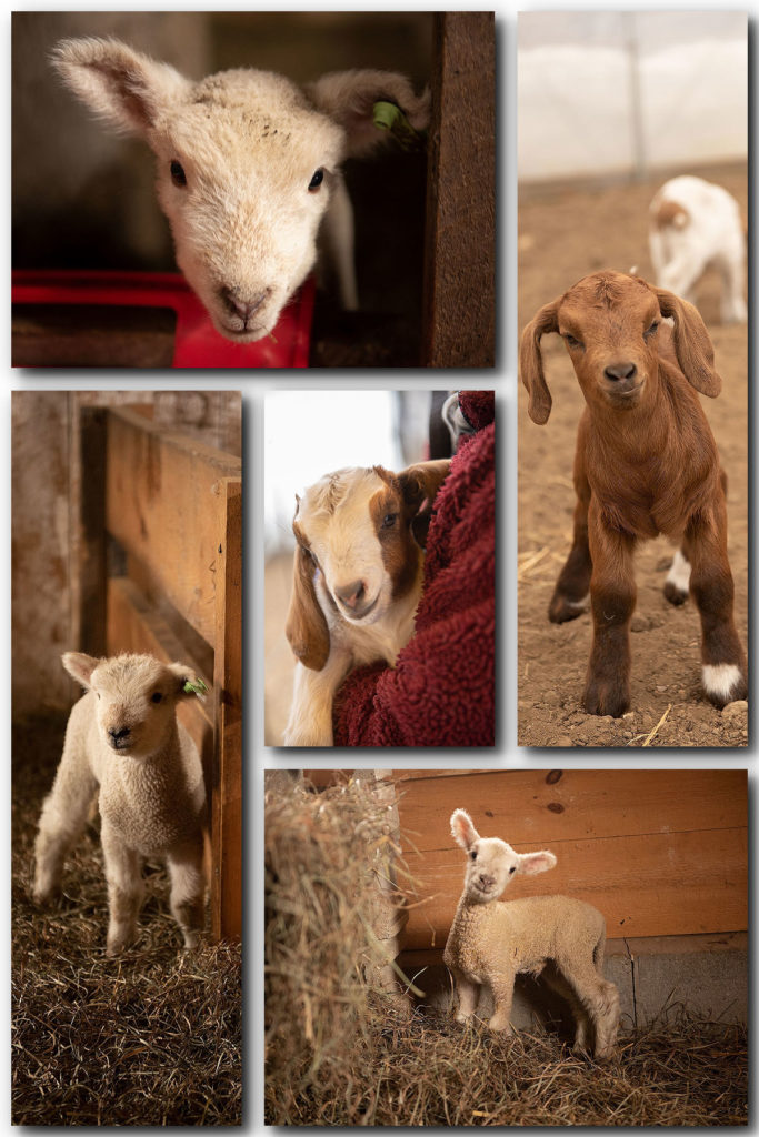 Clark Farm Carlisle MA with Merrimack Valley Magazine