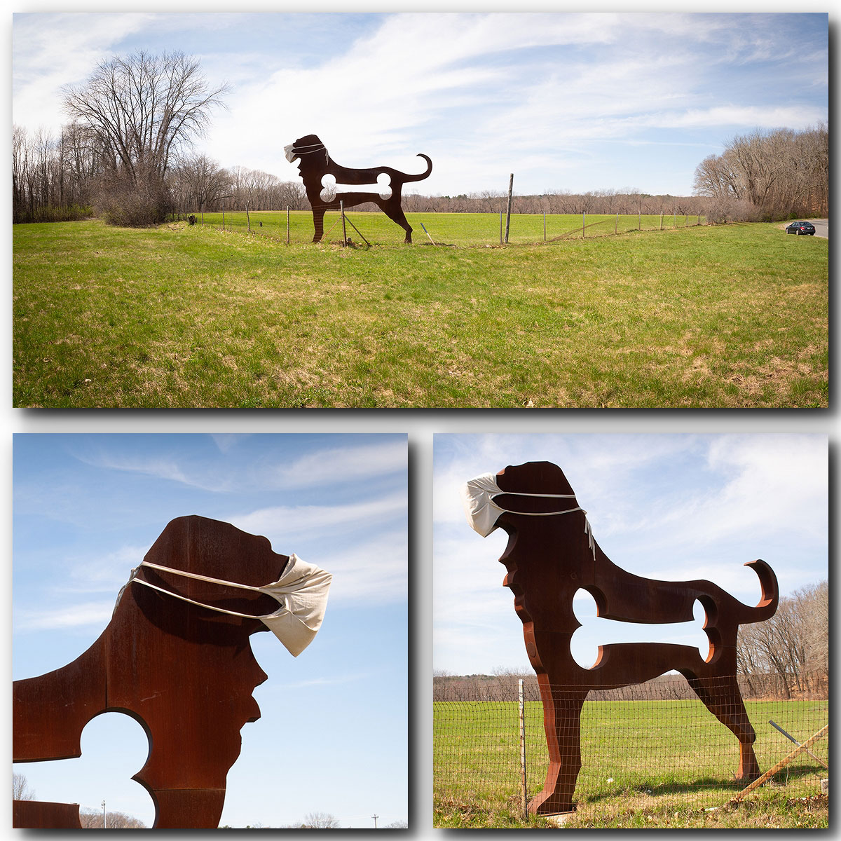 RogersDog-2.jpg