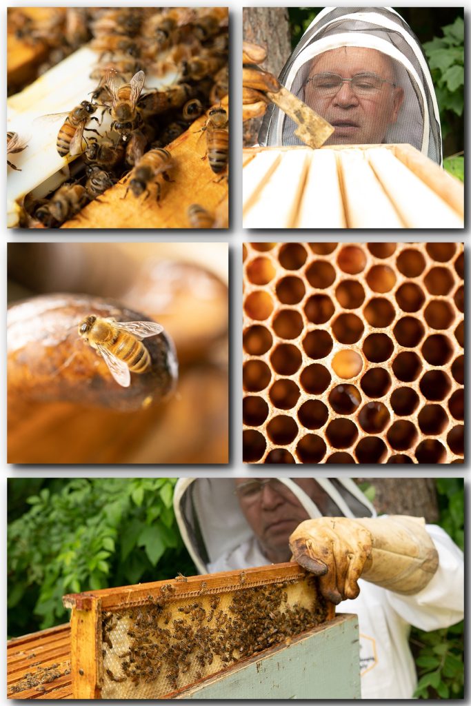 TomRandoBeekeeper-3-683x1024.jpg