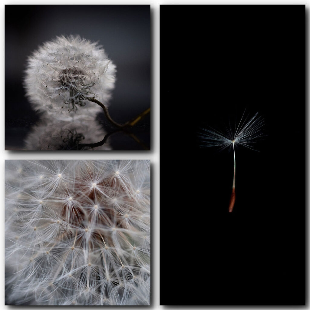 Dandilion-2-1024x1024.jpg