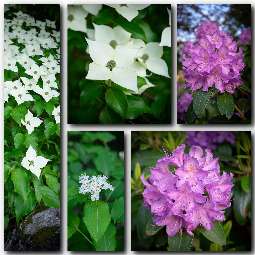 FloralWalk-3-1024x1024.jpg